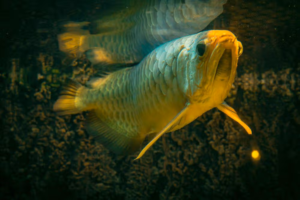 Kenali Arwana Emas: Simbol Prestise Dan Kemewahan Hidup