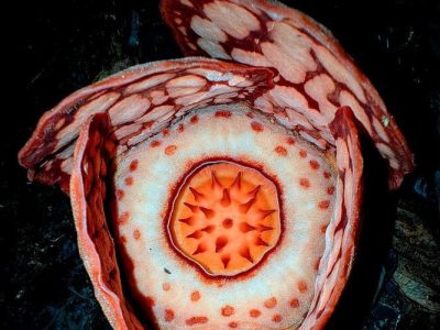 Rafflesia Hasseltii: Langka, Kritis, Terancam Punah Di Alam Liar