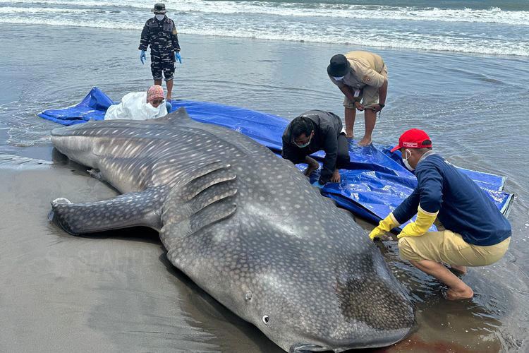 Hiu Paus Terdampar Mati, Ungkap Isi Lambung Janggal