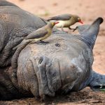 Fakta Burung Oxpecker Penghisap Darah Dan Pengawal Badak