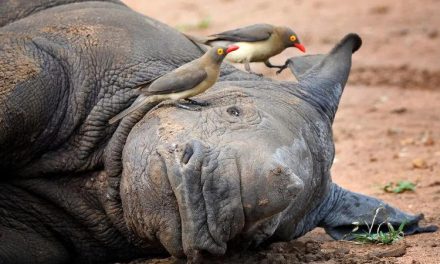 Fakta Burung Oxpecker Penghisap Darah Dan Pengawal Badak