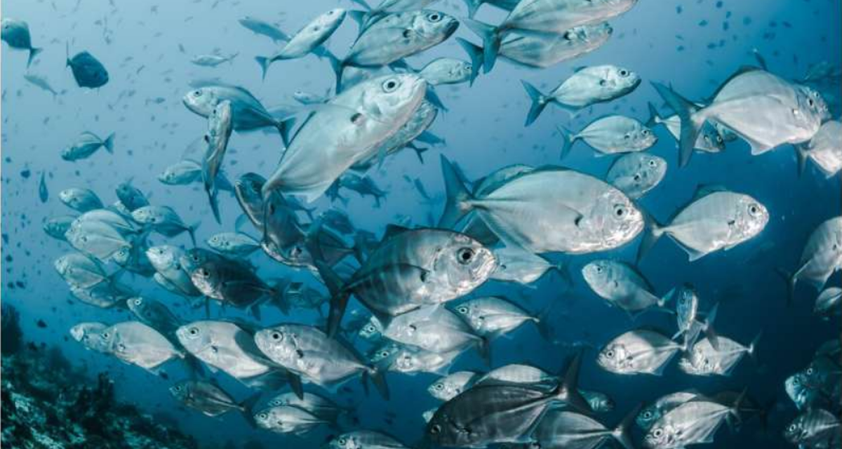 Hukum Internasional Loyo, Masa Depan Lautan Terancam