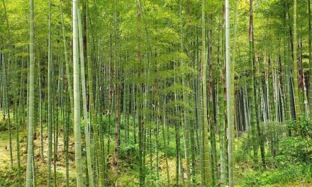 3 Tanaman Terbaik Untuk Cegah Tanah Longsor