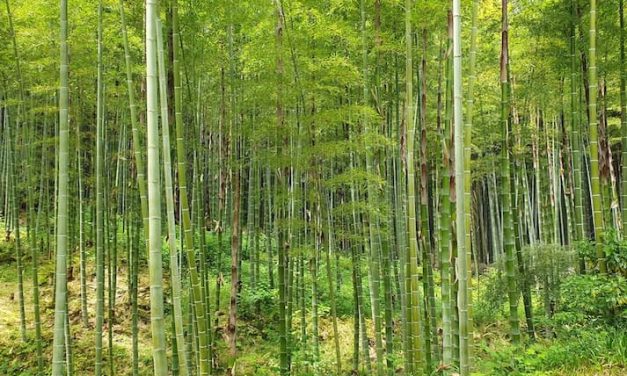 3 Tanaman Terbaik Untuk Cegah Tanah Longsor