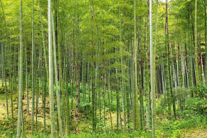 3 Tanaman Terbaik Untuk Cegah Tanah Longsor