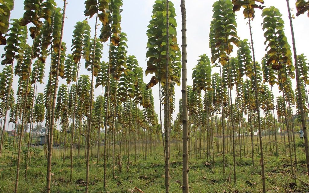 Investasi Kayu: 3 Tips Sukses Tanam Jati Dari Nol