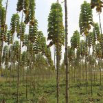 Investasi Kayu: 3 Tips Sukses Tanam Jati Dari Nol