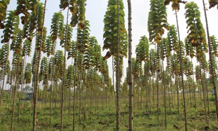 Investasi Kayu: 3 Tips Sukses Tanam Jati Dari Nol