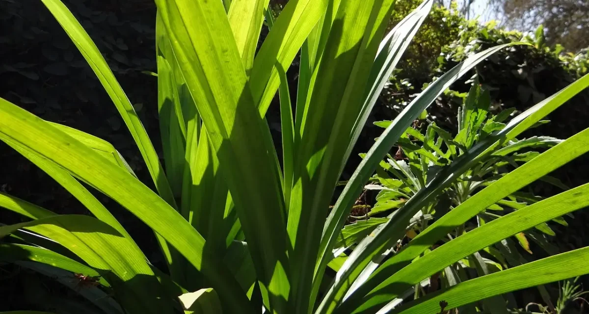 Khasiat Daun Pandan Yang Jarang Di Ketahui, Bagus Buat Tubuh!