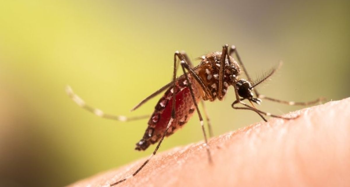 Wabah Chikungunya Di China Bikin WHO Waspada