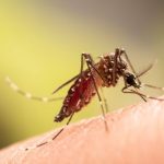 Wabah Chikungunya Di China Bikin WHO Waspada
