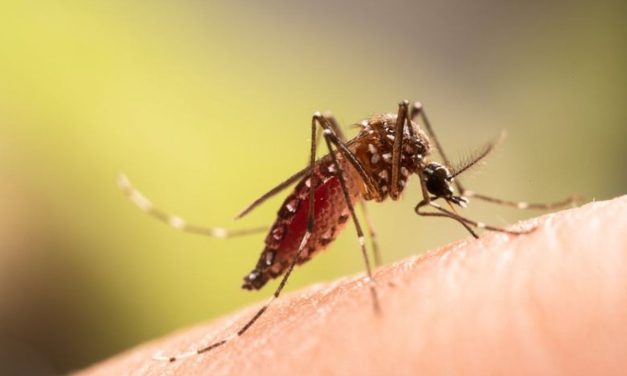 Wabah Chikungunya Di China Bikin WHO Waspada