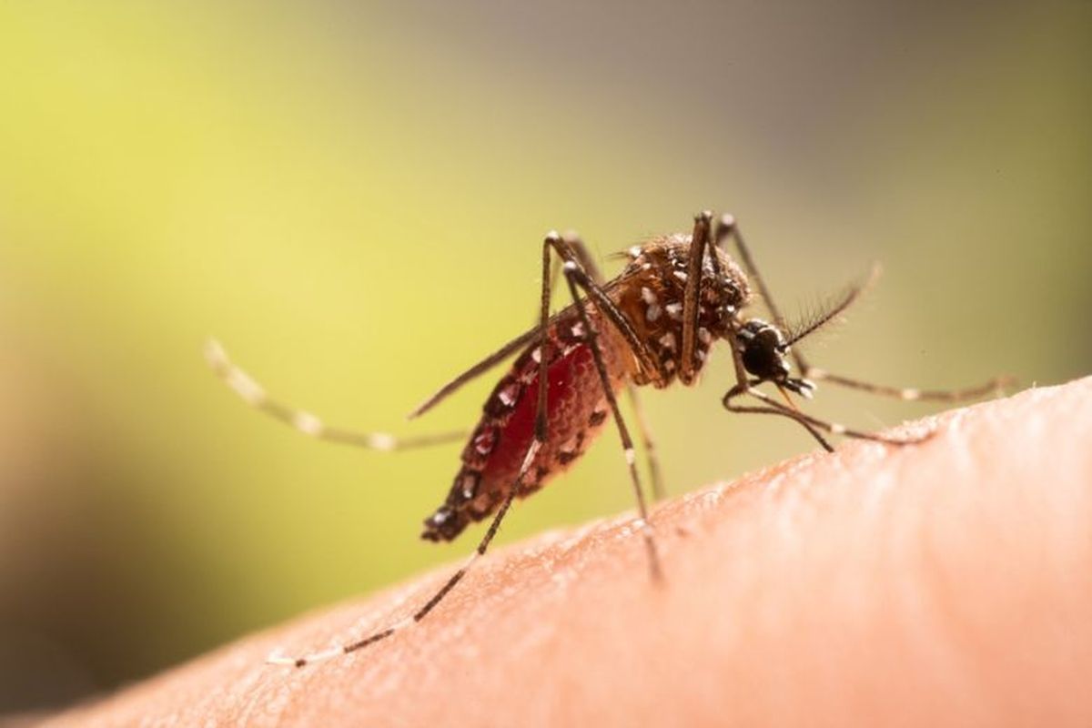 Wabah Chikungunya Di China Bikin WHO Waspada