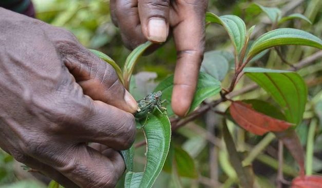 Manfaat Gizi Tonggeret, Kuliner Eksotis Asal Papua